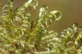 Attēlu rezultāti vaicājumam “Sanionia uncinata”