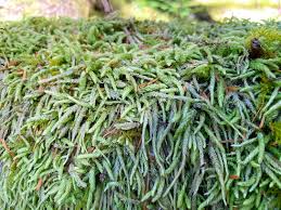 Attēlu rezultāti vaicājumam “Plagiothecium sp.”