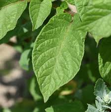 Attēlu rezultāti vaicājumam “Solanum tuberosum leaf”