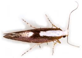 Attēlu rezultāti vaicājumam “Argyresthia semifusca”