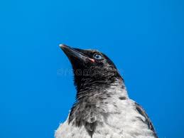 Attēlu rezultāti vaicājumam “Corvus cornix juvenile”