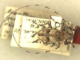 Attēlu rezultāti vaicājumam “Acanthocinus aedilis”