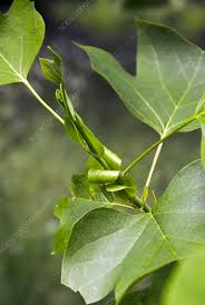 Attēlu rezultāti vaicājumam “Liriodendron tulipifera bud”