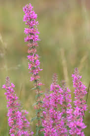 Attēlu rezultāti vaicājumam “Lythrum salicaria”