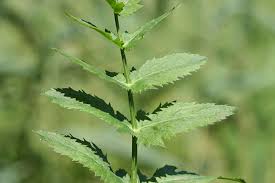 Attēlu rezultāti vaicājumam “Berula erecta”