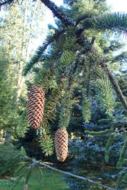 Attēlu rezultāti vaicājumam “Picea abies fo. virgata”