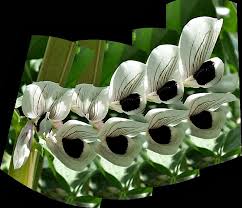 Attēlu rezultāti vaicājumam “Vicia faba flower”