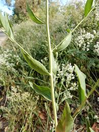 Attēlu rezultāti vaicājumam “Lepidium latifolium leaf”