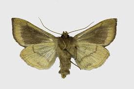 Attēlu rezultāti vaicājumam “Diachrysia tutti”