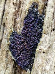 Attēlu rezultāti vaicājumam “Siphoptychium violaceum macro”