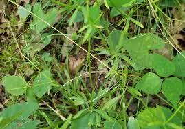 Attēlu rezultāti vaicājumam “Cribraria violacea stalked”