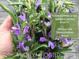 Image result for Dracocephalum moldavicum