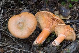 Attēlu rezultāti vaicājumam “Lactarius deterrimus”