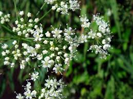 Attēlu rezultāti vaicājumam “Cicuta virosa flower”