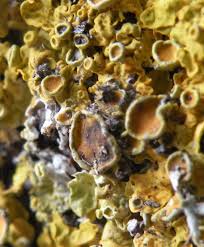 Attēlu rezultāti vaicājumam “Xanthoriicola physciae”