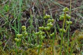 Attēlu rezultāti vaicājumam “Scheuchzeriaceae”