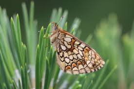 Attēlu rezultāti vaicājumam “Mellicta athalia underside”