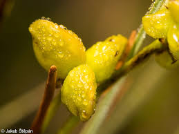 Attēlu rezultāti vaicājumam “Scheuchzeria palustris fruit”