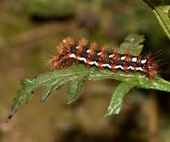 Attēlu rezultāti vaicājumam “Acronicta rumicis larva”