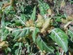 <b>Xanthium</b> spinosum, photo Russ