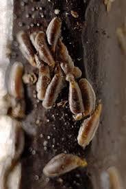 Attēlu rezultāti vaicājumam “Lepidosaphes ulmi imago”