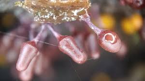 Attēlu rezultāti vaicājumam “Arcyria cinerea young”