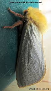 Attēlu rezultāti vaicājumam “Hepialus humuli female”