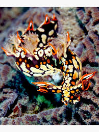 ผลการค้นหารูปภาพสำหรับ Bornella Anguilla