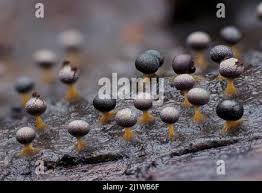 Attēlu rezultāti vaicājumam “Physarum psittacinum stalked”