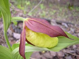 Attēlu rezultāti vaicājumam “Cypripedium calceolus flower”