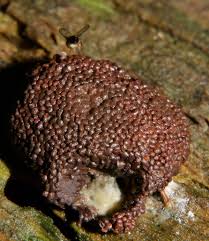 Attēlu rezultāti vaicājumam “Tubifera applanata macro”