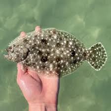 Image result for Paralichthys albigutta