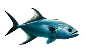 Image result for Lichia amia