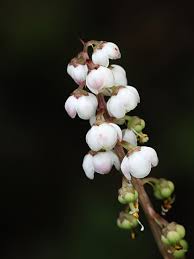 Attēlu rezultāti vaicājumam “Pyrola minor fruit”