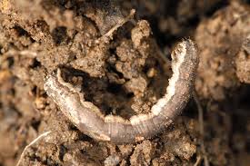 Attēlu rezultāti vaicājumam “Epirrhoe”