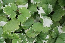 Attēlu rezultāti vaicājumam “Glechoma hederacea leaf”