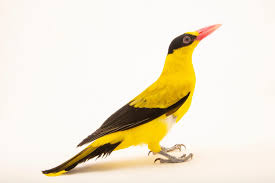 Attēlu rezultāti vaicājumam “Oriolus oriolus male”