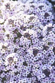 Image result for Alyssum diffusum