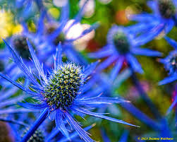Attēlu rezultāti vaicājumam “Eryngium planum flower”