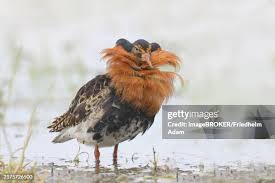 Attēlu rezultāti vaicājumam “Philomachus pugnax adult”