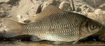 Image result for Cyprinus rubrofuscus