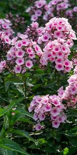 Image result for Phlox paniculata `Bright Eyes`