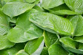 Attēlu rezultāti vaicājumam “Hosta sp. leaf”