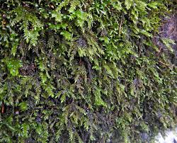Attēlu rezultāti vaicājumam “Thamnobryum subserratum sporophyte”