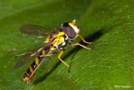 Attēlu rezultāti vaicājumam “Biatora sphaeroides”