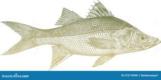 Image result for Centropomus parallelus