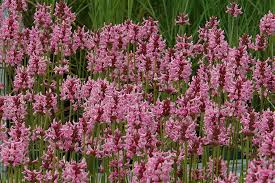 Attēlu rezultāti vaicājumam “Stachys officinalis bud”