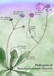 Attēlu rezultāti vaicājumam “Succisa pratensis bud”