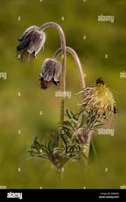 Attēlu rezultāti vaicājumam “Pulsatilla pratensis flower”