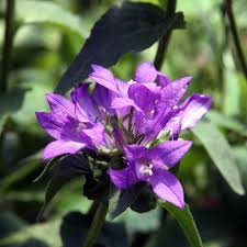 Attēlu rezultāti vaicājumam “Campanula glomerata leaf”